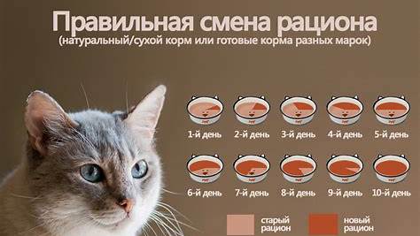 Как правильно подкармливать кошек: мифы, факты и советы от ветеринаров