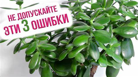 Как правильно ухаживать за чугунными сковородами: мифы, факты и проверенные советы