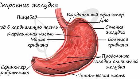 Кофе и пищеварение: Полное руководство по влиянию кофе на желудок