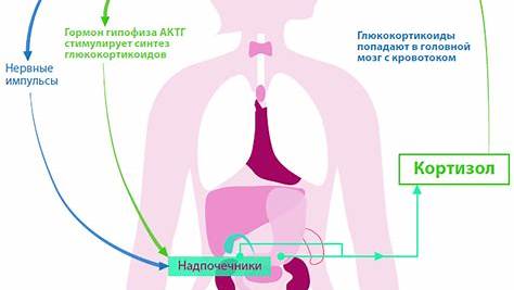 Реакция на стресс: Как мозг меняет наше восприятие времени и как с этим справиться